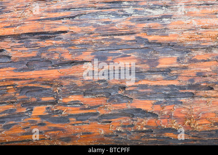 Close up detail de bois flotté Banque D'Images