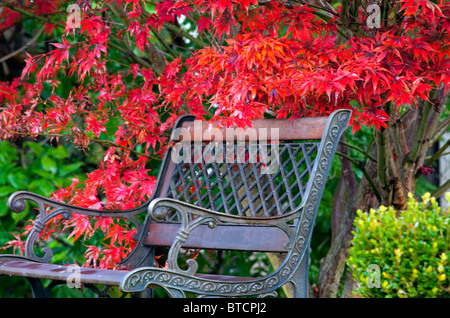 Sous l'érable banc dans le parc de l'automne. Banque D'Images