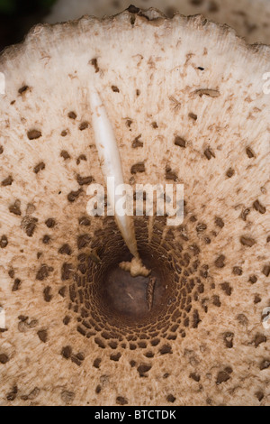 Parasol de champignons (Macrolepiota procera). Octobre, Norfolk. Le bouchon. Banque D'Images