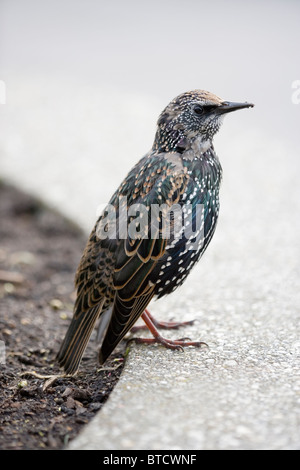 Etourneau sansonnet (Sturnus vulgaris). Plus tard, en plumage de transition à partir de la mue juvénile et adulte. Octobre. Banque D'Images