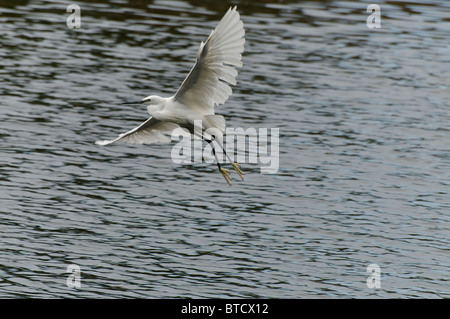 Une Aigrette garzette en vol au-dessus d'un lac Banque D'Images
