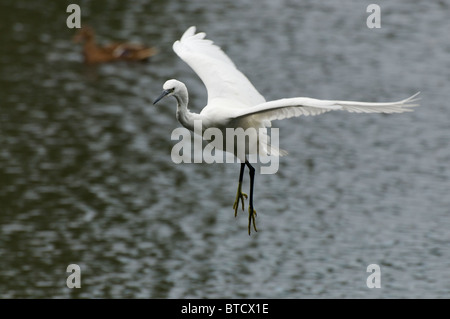 Une Aigrette garzette en vol au-dessus d'un lac Banque D'Images
