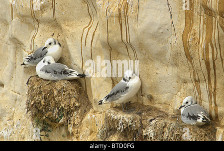 De la mouette tridactyle (Rissa tridactyla) sur la falaise East Sussex UK Banque D'Images