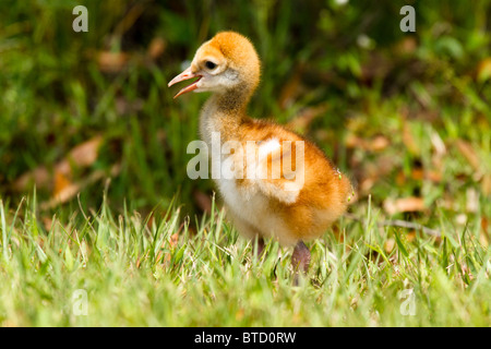 Jeune grue du Canada poussin, ou colt, debout sur l'herbe en Floride. Banque D'Images