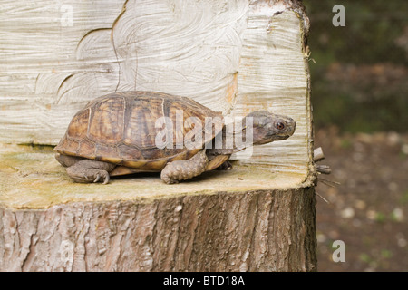 Caroline, l'Amérique du Nord Fort Turtle Terrapene carolina. À la recherche d'une position élevée avec l'examen avant d'aller plus loin. Banque D'Images