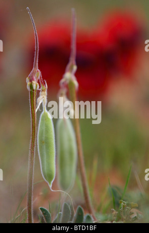 Une photo montrant l'emblème floral de l'Australie du Sud, les fleurs sauvages du désert de Sturt dans l'outback australien de pois Banque D'Images