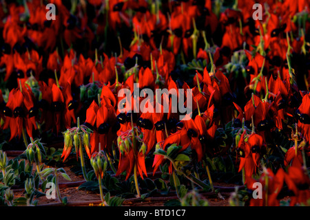 Une photo montrant l'emblème floral de l'Australie du Sud, les fleurs sauvages du désert de Sturt dans l'outback australien de pois Banque D'Images