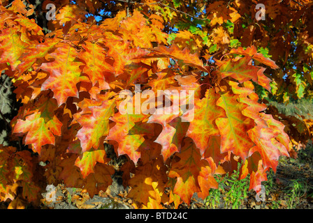 Eichenlaub - cluster 04 Feuille de chêne Banque D'Images