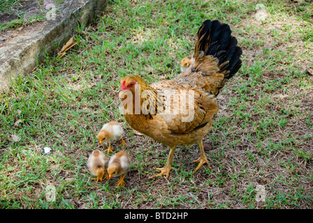 Poule et poussins Banque D'Images