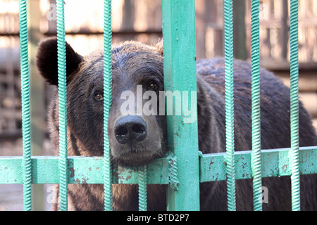 Gros ours brun en cage zoo fermé Banque D'Images