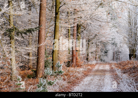 Allemagne : la première gelée dans les forêts sur le Hirschberg dans Limbach, Oden Forest Banque D'Images