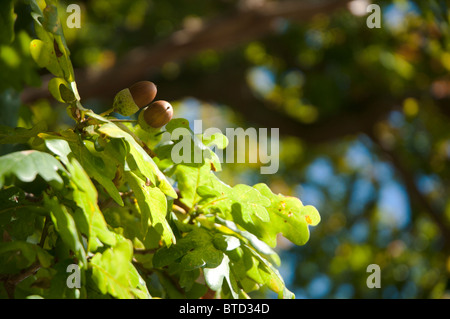 S'asseoir entre les deux glands de chêne de saison automne les feuilles des arbres se dorer sous le soleil de l'après-midi la lumière Banque D'Images