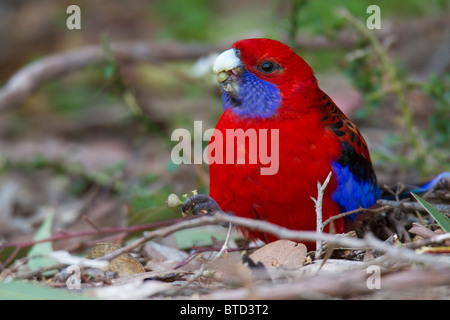 Crimson Rosella (Platycercus elegans) sur le terrain de manger une capsule de graines Banque D'Images