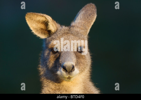 Le kangourou gris (Macropus giganteus) Banque D'Images