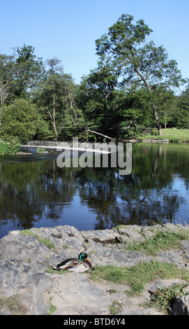 Canard colvert assis sur la berge des chutes Horseshoe Llangollen Banque D'Images