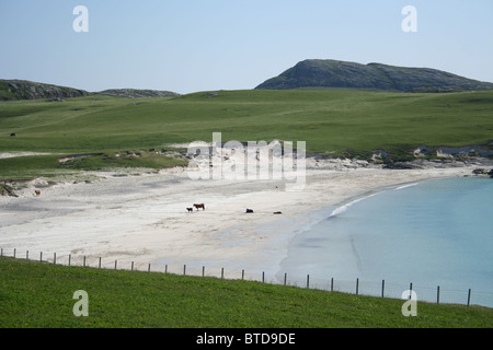 Plage de sable blanc sur le bétail Vatersay Hébrides extérieures en Écosse Juin 2007 Banque D'Images