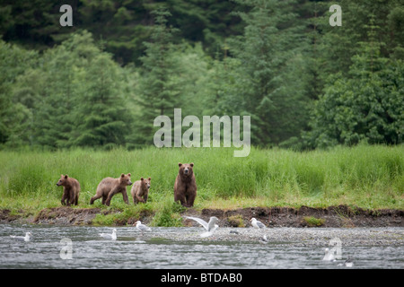 Brown Bear sow promenades le long d'un ruisseau avec trois oursons, Prince William Sound, les montagnes Chugach, Alaska, la Forêt Nationale de Chugach Banque D'Images