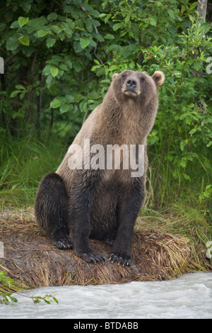 Vue d'un ours brun assis sur la berge du ruisseau renifle l'air, le cuivre Rivière, montagnes Chugach, Alaska, la Forêt Nationale de Chugach Banque D'Images