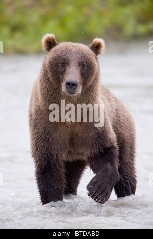 Ours brun debout dans la rivière de cuivre en été, la Forêt Nationale de Chugach, Southcentral Alaska Banque D'Images