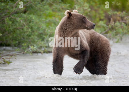 Ours brun debout dans la rivière de cuivre en été, la Forêt Nationale de Chugach, Southcentral Alaska Banque D'Images