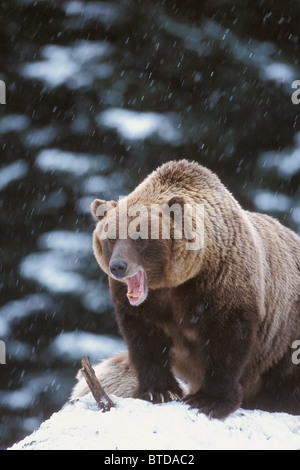 Ours brun debout dans la neige et le bâillement, Yakutat, sud-est de l'Alaska, Winter Banque D'Images