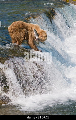 Ours brun adultes pour la pêche au saumon haut de Brooks Falls, Katmai National Park, sud-ouest de l'Alaska, l'été Banque D'Images