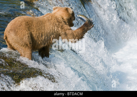 Ours brun adultes pour la pêche au saumon haut de Brooks Falls, Katmai National Park, sud-ouest de l'Alaska, l'été Banque D'Images