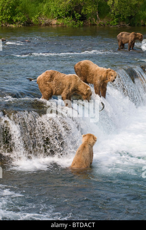 Quatre Ours brun la pêche du saumon à Brooks Falls, Katmai National Park, au sud-ouest de l'Alaska. Modifiées numériquement. Banque D'Images