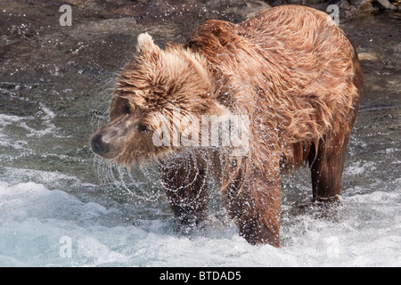 Ours brun secoue sec dans le ruisseau de l'entonnoir, Katmai National Park, sud-ouest de l'Alaska, l'été Banque D'Images