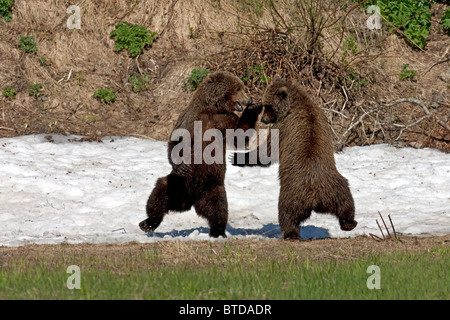 Deux ours bruns adultes jouer combattre dans un snow patch par Mikfit Creek, McNeil River State Game Sanctuary, Alaska Banque D'Images