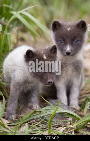 Close up of Arctic Fox pups, Saint Paul Island, îles Pribilof, Mer de Béring, en Alaska, le sud-ouest, l'été Banque D'Images