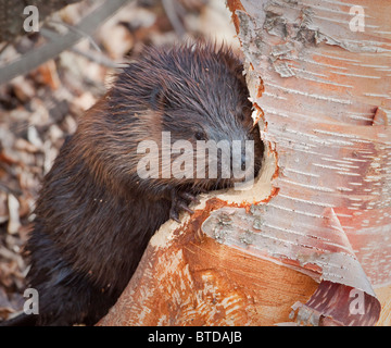 Vue rapprochée d'un castor rongeant sur un bouleau près de Potter Marsh, Anchorage, Southcentral Alaska, automne Banque D'Images