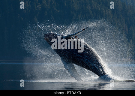 Humpback Whale breaching dans les eaux de l'Inside Passage, sud-est de l'Alaska, l'été Banque D'Images