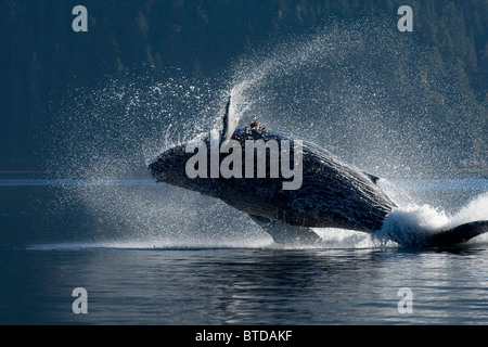 Humpback Whale breaching dans les eaux de l'Inside Passage, sud-est de l'Alaska, l'été Banque D'Images