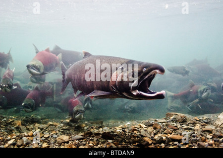 Vue sous-marine de saumons mâles affichant le comportement béant pour le saumon rouge, le ruisseau d'alimentation, Prince William Sound, Alaska Banque D'Images