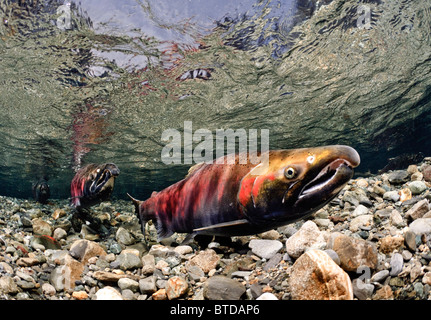 Le coho mature jumelés pour le frai dans le ruisseau d'alimentation, Delta de la rivière Copper, Prince William Sound, Southcentral Alaska Banque D'Images