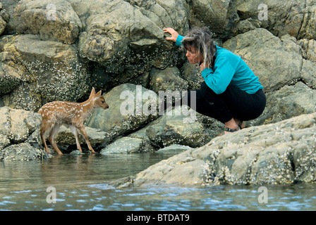 Coaxes une jeune femme cerfs à queue noire de Sitka fauve clair à la terre sèche avant la marée monte, l'Île Chevalier, Prince William Sound, Alaska Banque D'Images