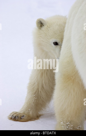 Un an l'ours polaire (Ursus maritimus) cub s'abrite derrière sa mère, pattes, Churchill, Manitoba, Canada, Hiver Banque D'Images