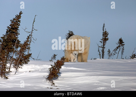 Un ours polaire (Ursus maritimus) cub marche entre ses pattes arrière de la mère dans le parc national du Mont-Riding, au Manitoba, Canada, Hiver Banque D'Images