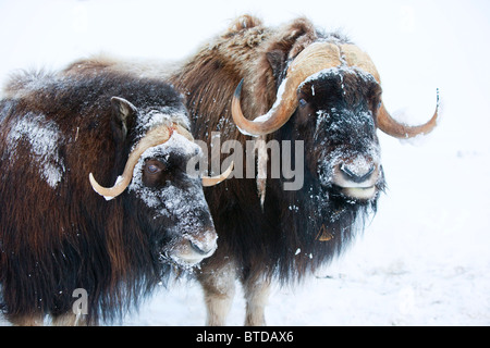 Portrait d'un taureau deux boeufs musqués à leurs visages couverts de neige, Alaska Wildlife Conservation Center, Portage, Alaska, captive Banque D'Images