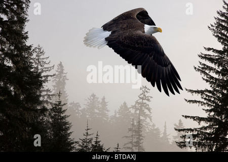 Pygargue à tête blanche plane par brouillard dans la forêt nationale de Tongass, sud-est de l'Alaska, Winter, COMPOSITE Banque D'Images