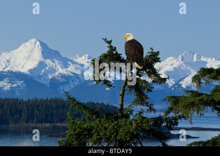 Un pygargue perchée dans un arbre de la pruche, la Forêt Nationale Tongass et enneigées de la montagnes Chilkat dans l'arrière-plan Banque D'Images