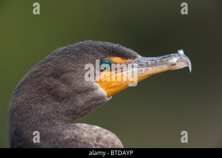 Close up d'un cormoran à aigrettes, le Parc National des Everglades, Florida, USA Banque D'Images