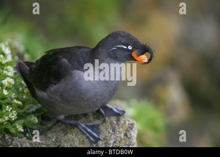 Cormoran à Cassin perché sur un rocher entouré de végétation verte, l'île Saint-Paul, îles Pribilof, Mer de Béring, en Alaska Banque D'Images