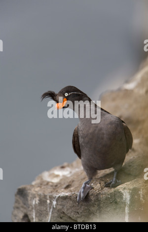 Cormoran à Cassin perché sur une corniche, l'île Saint-Paul, îles Pribilof, Mer de Béring, sud-ouest de l'Alaska Banque D'Images