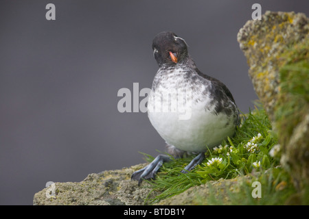 Starique perroquet assis dans la végétation verte on ledge en été, l'île Saint-Paul, îles Pribilof, Mer de Béring, en Alaska Banque D'Images