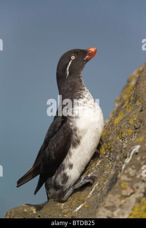 Starique perroquet perché sur falaise mur durant l'été, l'île Saint-Paul, îles Pribilof, Mer de Béring, en Alaska Banque D'Images