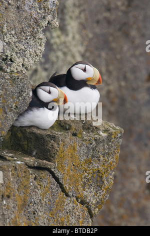 Paire de Macareux cornu perché sur une falaise rocheuse au cours de l'été, l'île Saint-Paul, îles Pribilof, Mer de Béring, sud-ouest de l'Alaska Banque D'Images