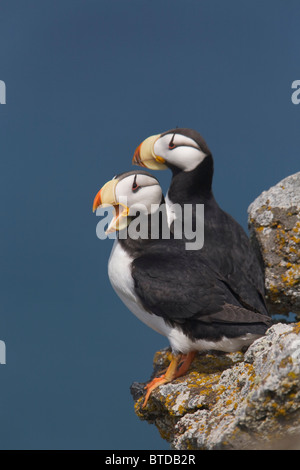 Paire de Macareux cornu, un bâillement, perché sur rock ledge, Saint Paul Island, îles Pribilof, Mer de Béring, en Alaska Banque D'Images