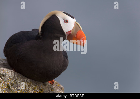 Le Macareux huppé perché sur rock ledge, Saint Paul Island, îles Pribilof, Mer de Béring, sud-ouest de l'Alaska Banque D'Images